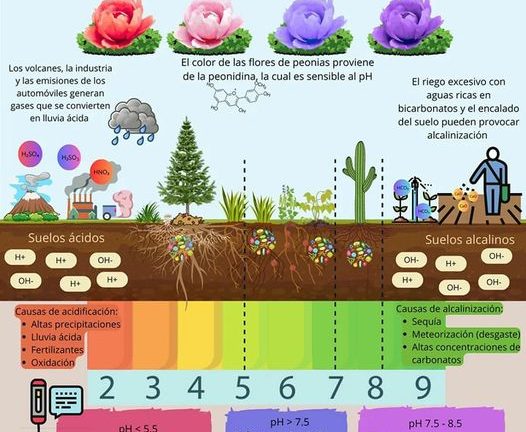 El pH del suelo es un factor clave para su salud